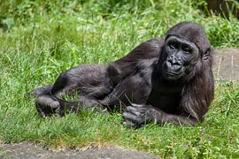 Gorilla cub stretched out in the grass