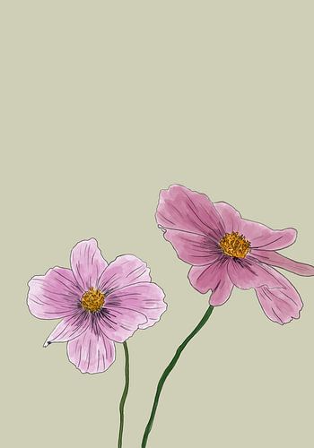 Rosa Blumen - Aquarell - Skizze - Kosmos