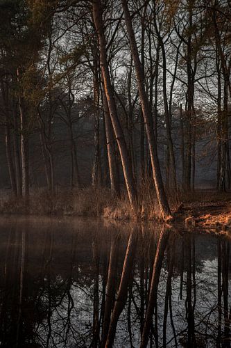 Bomen aan de waterrand tijdens zonsopkomst