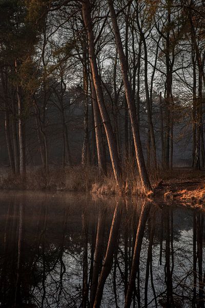 Trees at the water's edge during sunrise by Evelien Oerlemans