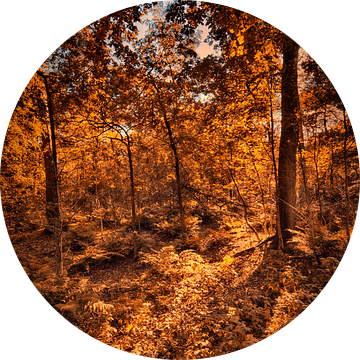 Herfst in het bos van Egon Zitter