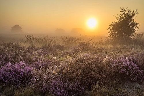 Sonnenaufgang in der Strabrechtse Heide