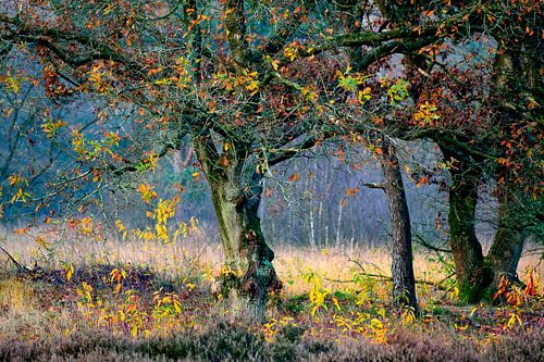 Autumn tree