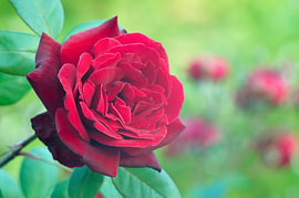 Gros plan horizontal sur une rose rouge veloutée sur Milcho Milev