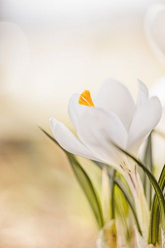 soft white crocuses