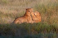 La nature sauvage