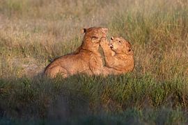 Wilde Zärtlichkeit von Jeroen van Rooijen