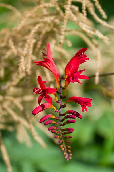 Flowers by Henri Boer Fotografie