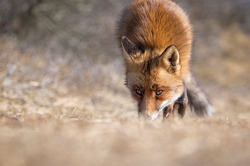 Beautiful fox in the dunes of North Holland