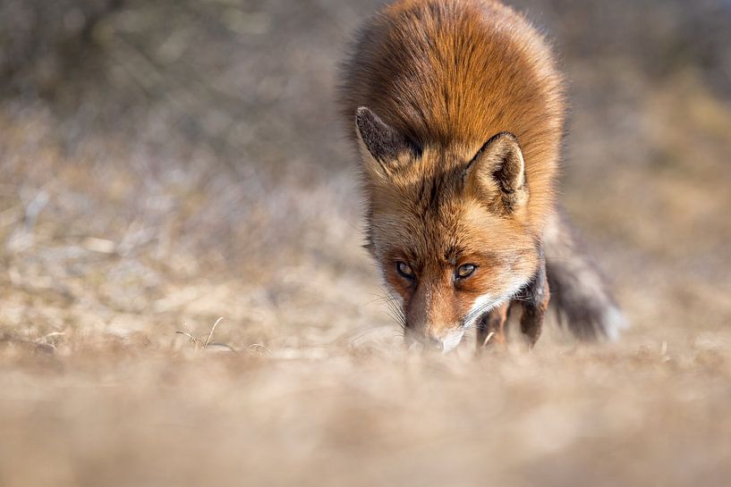 Prächtiger Fuchs in den Dünen von Nordholland von Jolanda Aalbers