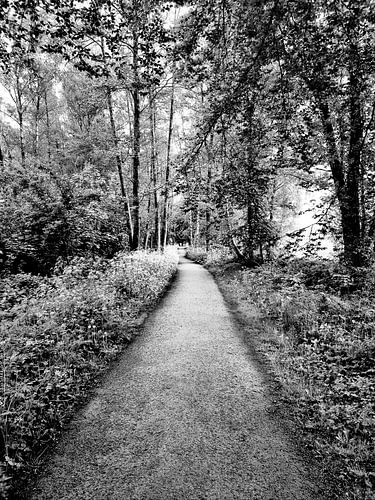 The Forest of Silence | Art Photography