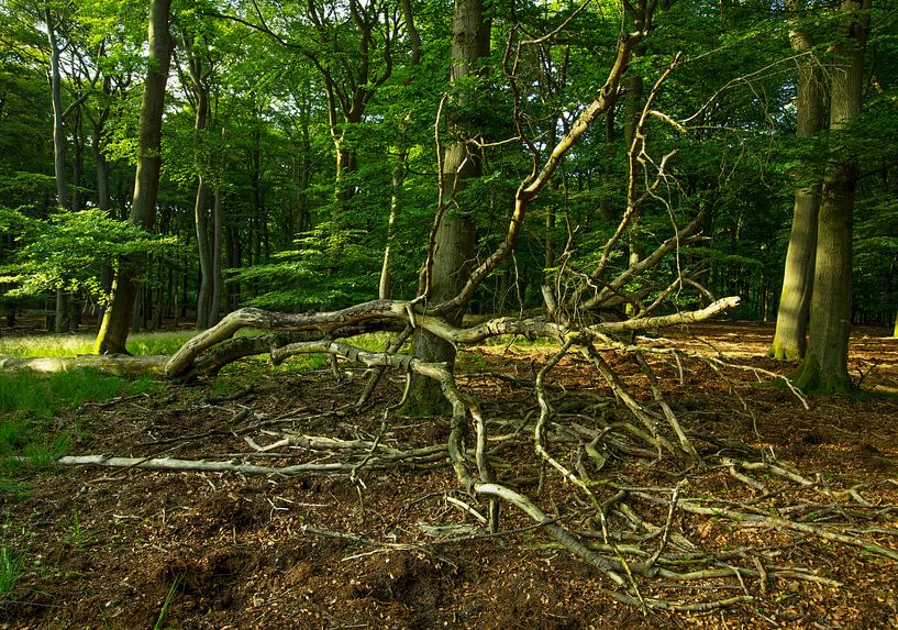 Hoge Veluwe 7008010050 Fotograf Fred Roest von Fred Roest