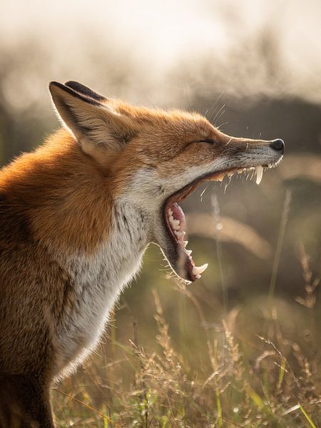 yawning fox by Kayleigh Heppener