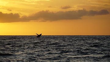 The whale that enjoys