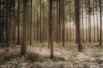 Snowy dark pine tree forest by Sjoerd van der Wal Photography