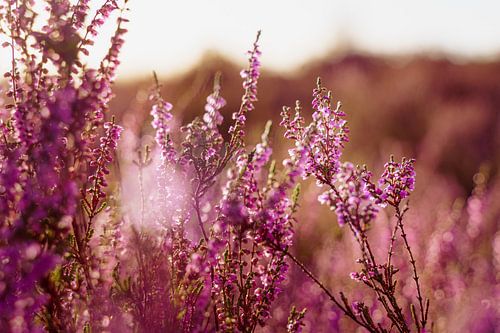 Blühendes violettes Heidekraut im Herbst