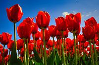 Rode tulpen uit Julianadorp