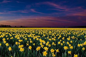 Een veld narcissen tijdens zonsondergang van Fred van Bergeijk