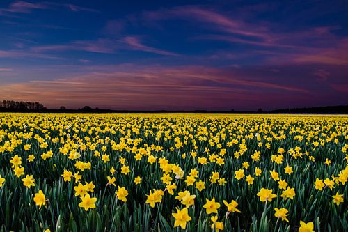 Een veld narcissen tijdens zonsondergang