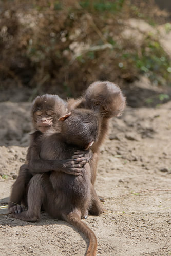 Knuffelende Baby Apen #2