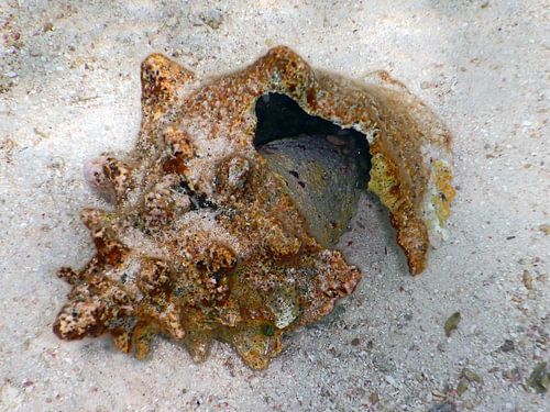 Onderwater foto, Stilleven Bonaire, schelp op bodem