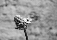 Minimalist Print of a Flower in bud