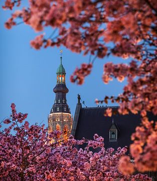 Lentebloessem in Breda