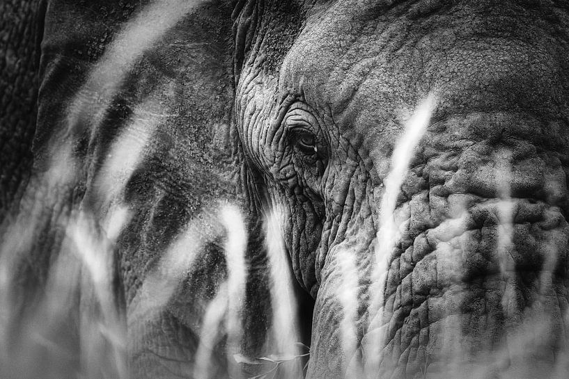 elephant by Ralf Linckens