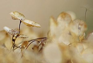 Danse d'hiver 
