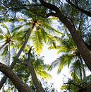 Palmbomen in Australie van shanine Roosingh thumbnail