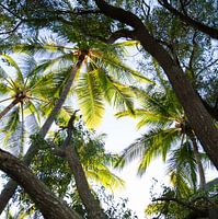 Palm trees in Australia