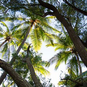 Palmbomen in Australie van shanine Roosingh