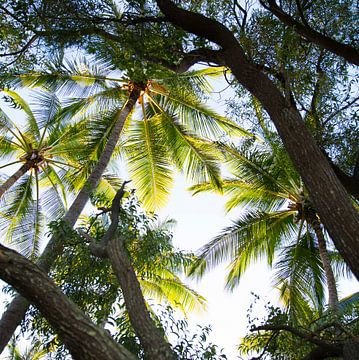 Palm trees in Australia by shanine Roosingh