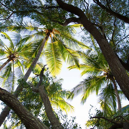 Palmiers en Australie