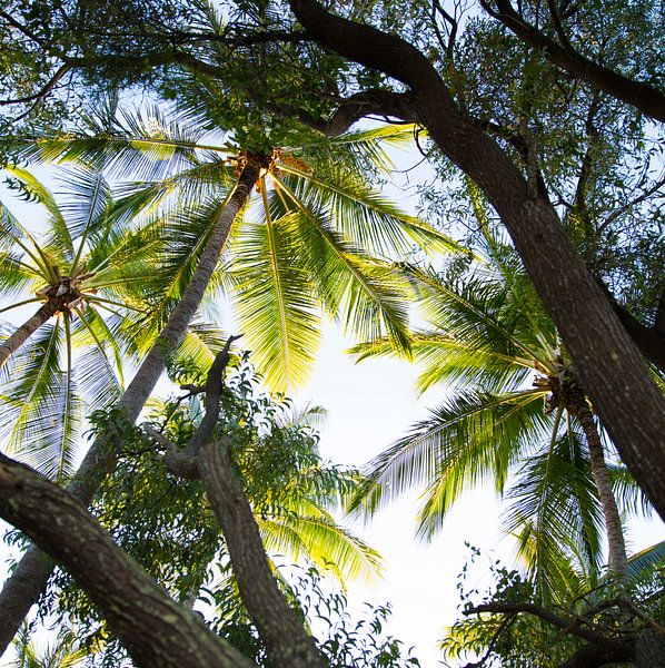 Palmbomen in Australie van shanine Roosingh