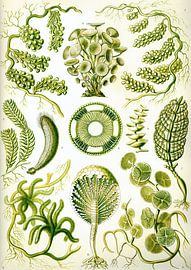 Siphoneae - Ernst Haeckel