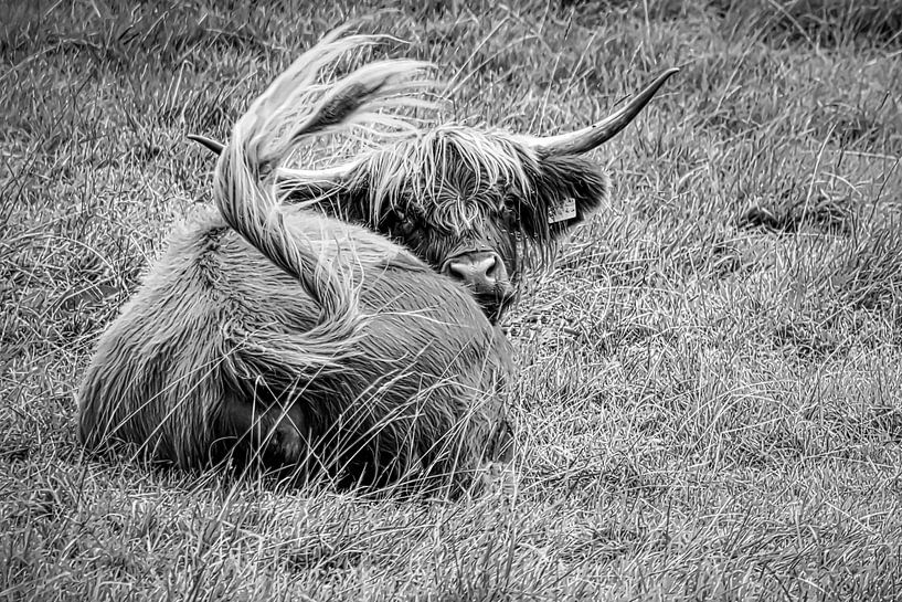 Scottish highland cattle black and white by Dieter Walther
