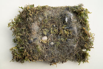 Abandoned titmouse nest