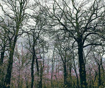 Wald mit Herbstblüten von Anna Marie de Klerk