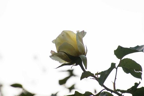 Rose grimpante blanche