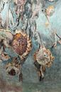 Getrocknete Sonnenblumen von Gemälde Liesbeth Serlie Miniaturansicht