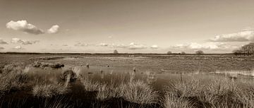 Impression panoramique du Dwingelderveld sur Humphry Jacobs