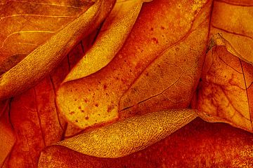 Herfstbladeren van LUDMILA SHUMILOVA