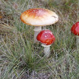 paddenstoelen van Danielle Holkamp