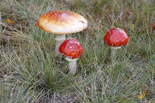 toadstools