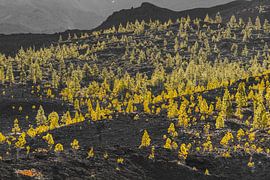 Golden yellow Canary Island pines by Walter G. Allgöwer