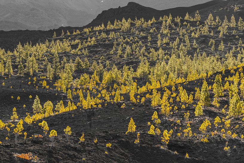 Goudgele Canarische dennen van Walter G. Allgöwer