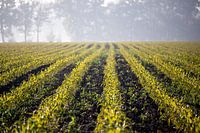Jonge mais op het land