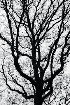 Branching by Fotografie Jeronimo