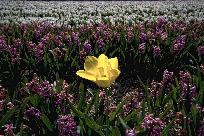 vreemde eend in de beet by foto-fantasie foto-fantasie